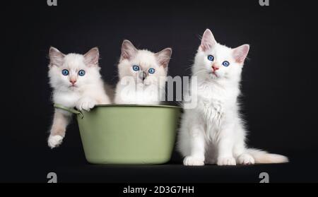 Groupe de trois chattenseurs de chat Ragdoll assis dans et à côté d'un bain vert. Tout en regardant vers l'appareil photo avec des yeux bleus fascinants. Isolé sur fond noir Banque D'Images