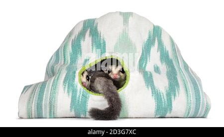 Couple de Sugar Gliders aka Petourus breviceps assis dans la tente, regardant par l'ouverture ronde avec une queue pendante. Isolé sur fond blanc. Banque D'Images