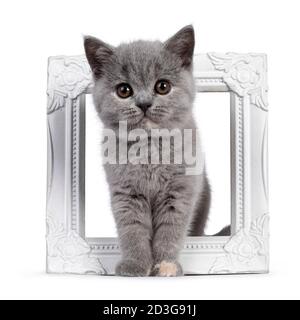 Adorable tortie bleue britannique Shorthair chat chaton, debout à travers le cadre photo blanc. Regarder vers l'appareil photo avec des yeux ronds bruns. Isolé sur blanc Banque D'Images