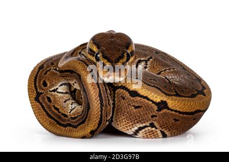 Vue de face du serpent de balpython à fines rayures alias Python regius, tous maussés. Face à la caméra, montrant les deux yeux. Isolé sur fond blanc. Banque D'Images