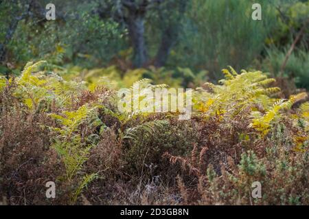 Gros plan de la fougère aigle, Pteridium aquilinum, en automne, Andalousie, Espagne. Banque D'Images