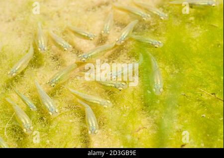 École de poissons moustique parmi les algues vertes dans un étang, Gambusia affinis Banque D'Images