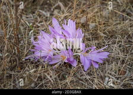Faux Crocus d'automne (Colchicum lusitanum) une culture de fleurs sauvages en automne. L'Andalousie, espagne. Banque D'Images