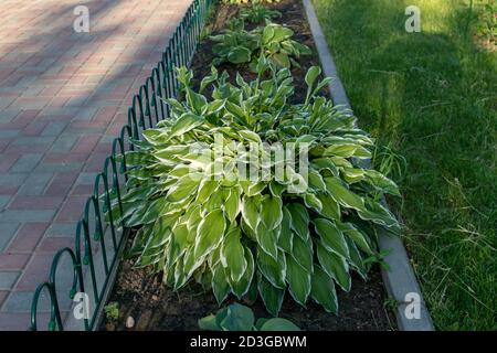 gros plan de jeunes feuilles de printemps de plante de hosta avec boutons de fleurs. Fond vert de fooliage Banque D'Images