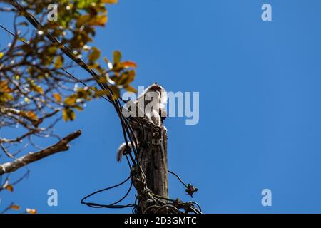 Photo à faible angle de macaque à queue longue sur un poteau Banque D'Images