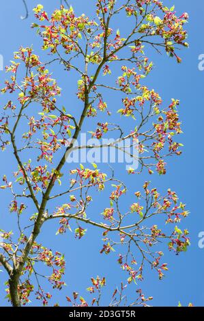 Branche d'érable avec boutons de feuilles verts et jaunes Banque D'Images