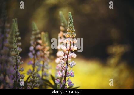 Parmi la forêt sombre, croissez des fleurs lupin délicates, parfumées au rose clair, illuminées par un rayon lumineux de soleil chaud par une journée d'été. Banque D'Images