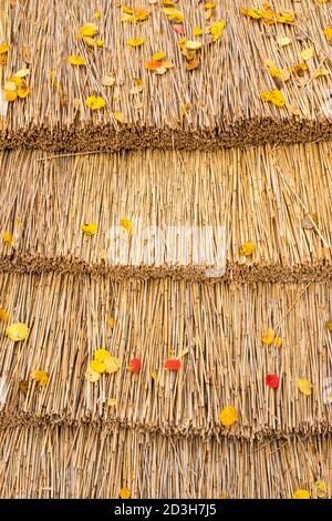 Feuilles d'automne sur un toit de chaume Banque D'Images