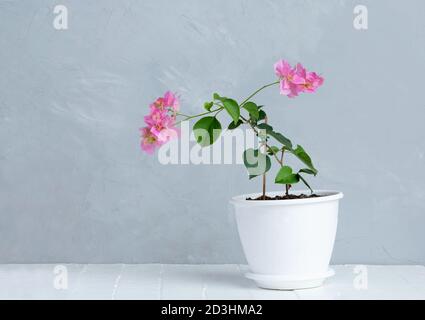 Fleurs de bougainvilliers roses en pot de fleurs blanches. Gris sur fond. Banque D'Images