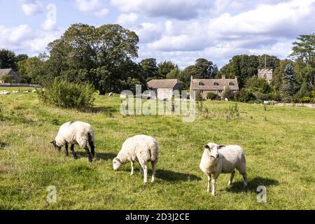 Moutons paissant à la lisière du village de Miserden, Gloucestershire, Royaume-Uni