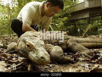 With Acupuncture Needles Sticking Out Of His Face Legs And Back Tirto An Eight Year Old Male Komodo Dragon Undergoes Traditional Chinese Acupuncture Treatment Administered By Veterinarian Oh Soon Hock At The Singapore Zoological