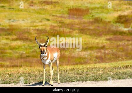 Pronghorn ou Antelope au parc national de Custer, Dakota du Sud. Banque D'Images