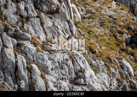 La transhumance dans Ibex Hautes Alpes Banque D'Images