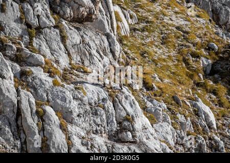 Pâturage d'Ibex en haute montagne Banque D'Images