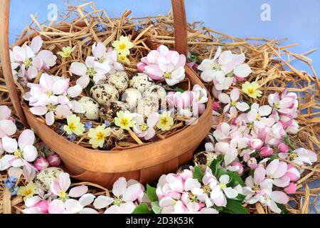 Panier de Pâques avec œufs de caille, fleurs de premrose et fleurs de pomme. Symboles printaniers pour un concept alimentaire sain. Banque D'Images