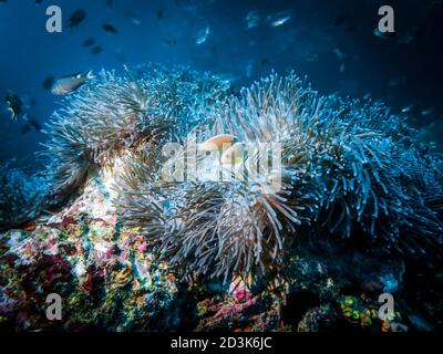Actinia (Hetétatis Aurora) Et les poissons anémonaux qui vivent dans l'océan Indien Banque D'Images