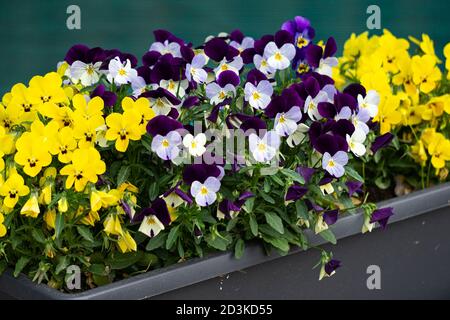 Lits de fleurs multicolores de pansies dans le parc de la ville. Banque D'Images