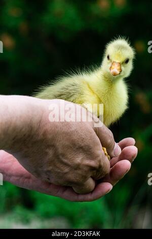 Poussin jaune chatouillant dans les mains d'un fermier. Banque D'Images