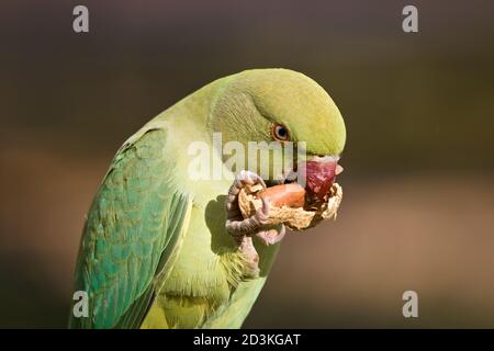 Parakeet à rosier vert, Psittacula krameri, mangeant une gousse d'arachide, Arachis hypogaea Banque D'Images