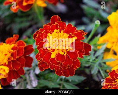 Délicate marigolds orange-jaune sur un lit de fleurs dans un parc. Banque D'Images