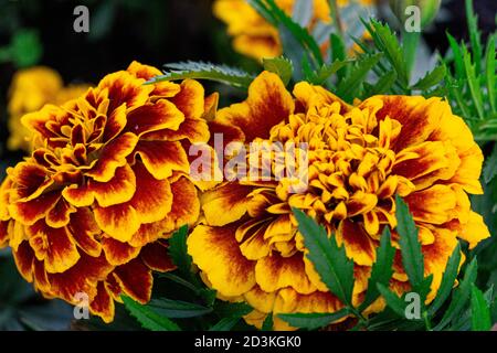 Délicate marigolds orange-jaune sur un lit de fleurs dans un parc. Banque D'Images