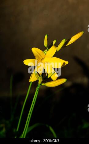 De beaux nénuphars jaunes sur un lit à fleurs dans le jardin. Banque D'Images