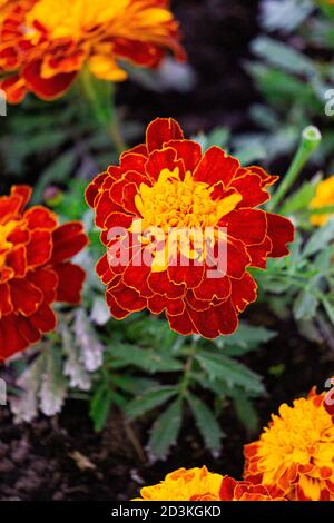 Délicate marigolds orange-jaune sur un lit de fleurs dans un parc. Banque D'Images