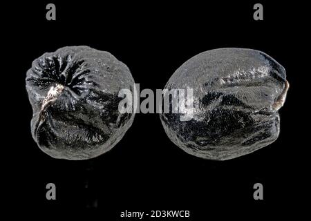 Allium victorialis, oignon de la victoire, Allermannsharnisch, gros plan, graines, 2-3 mm de diamètre Banque D'Images