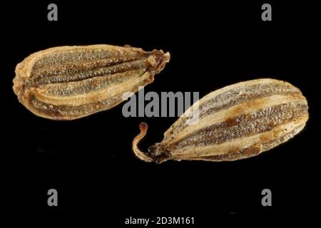 AMMI visnaga, Toothpick-plant, Bischofskraut, gros plan, graines (fruits), longueur 2-3 mm Banque D'Images