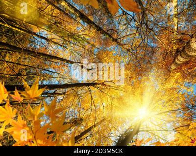 Le soleil d'automne brillant brillant à travers les branches de arbres à feuilles caduques avec feuillage jaune et orange dans une forêt Banque D'Images