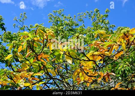 Vue sur les auvents d'arbres en automne avec des feuilles changeant de couleur et un ciel bleu nuageux. Des couleurs vives et des rayons du soleil créent de magnifiques motifs Banque D'Images