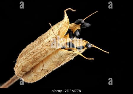 Aquilegia vulgaris, Common columbine, Gemeine Akelei, gros plan, fruit avec graines Banque D'Images