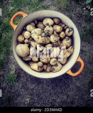 Pot avec poignées orange contenant les pommes de terre fraîchement cuites avec terre Banque D'Images