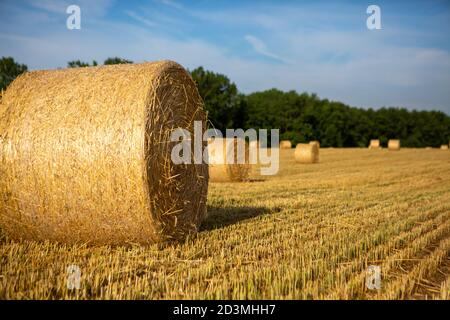 Balles de foin récoltées dans le champ Banque D'Images