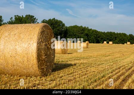 Balles de foin récoltées dans le champ Banque D'Images