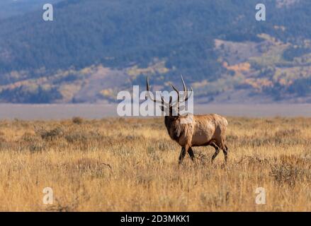 Wapitis de taureau dans le rut d'automne au Wyoming Banque D'Images