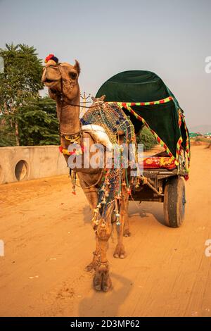 Une voiturette à dos de chameau à la foire de Pushkar, Rajasthan, Inde Banque D'Images