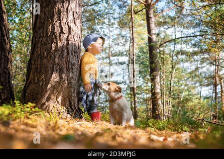 Petit enfant en chandail jaune avec chien blanc chiot race Jack russel terrier dans la forêt d'automne. Concept d'enfance avec animaux de compagnie Banque D'Images