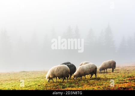 Troupeau de moutons dans les montagnes brumeuses d'automne. Forêt de pins en arrière-plan. Carpates, Ukraine, Europe. Photographie de paysage Banque D'Images