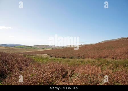 Vue sur la lande couverte de Bracken et la tourbière Torver High Coniston Lake District National Park Cumbria Angleterre Banque D'Images