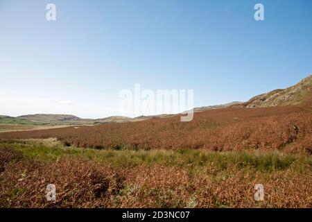 Vue sur la lande couverte de Bracken et la tourbière Torver High Coniston Lake District National Park Cumbria Angleterre Banque D'Images