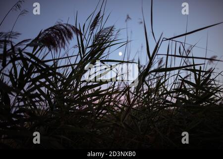 Le bouquet de phragmites ou de roseau commun est devant, et le ciel bleu et rose crépuscule avec la lune déclinante en arrière-plan Banque D'Images