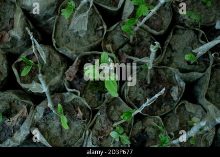 Grandes plants dans villege agro ferme Banque D'Images