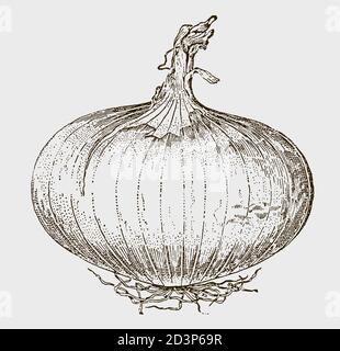 Oignon blanc aplati avec un dessus sec, isolé sur un fond gris clair. Illustration après une gravure antique du XIXe siècle Illustration de Vecteur