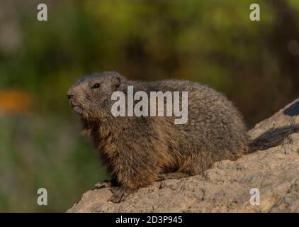 Marmot sur la pierre dans beau soleil couleur d'été matin Banque D'Images