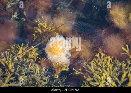 Cyanea capillata, méduse de la manée du lion, dans des eaux peu profondes entourées d'algues, Bohuslan, Suède. Banque D'Images