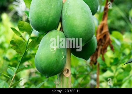 Un vegitable et un gros fruit de papaye vert Banque D'Images