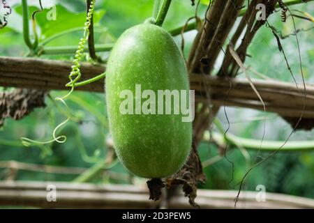 Chash de Macal Kumro ou Melon d'hiver - Ash Gourd Plant Banque D'Images