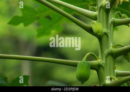 La papaye, papaw ou pawpaw est la plante Carica papaye Banque D'Images