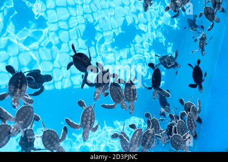 Petites tortues en pleine croissance nageant dans une piscine bleue groupe Banque D'Images